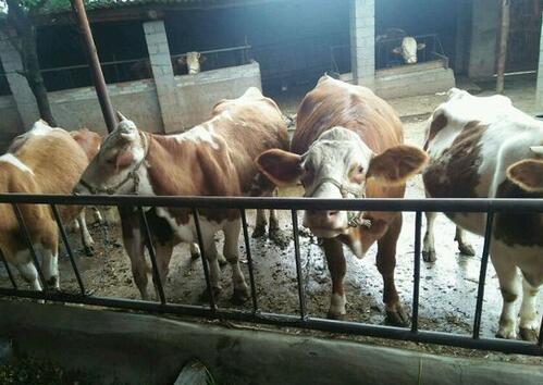 母牛发情的一般规律和异常表现