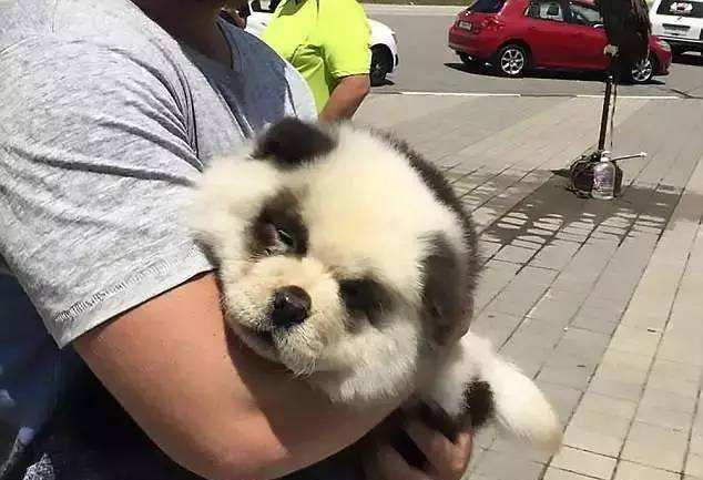 这些狗一出生，就赢在了起跑线上，因为长得实在太有趣了