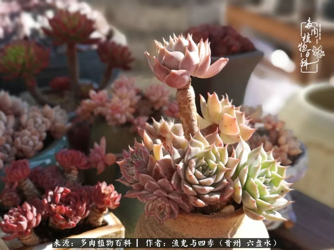 养多肉这几点新手必要知道,在养多肉的路上越走越远