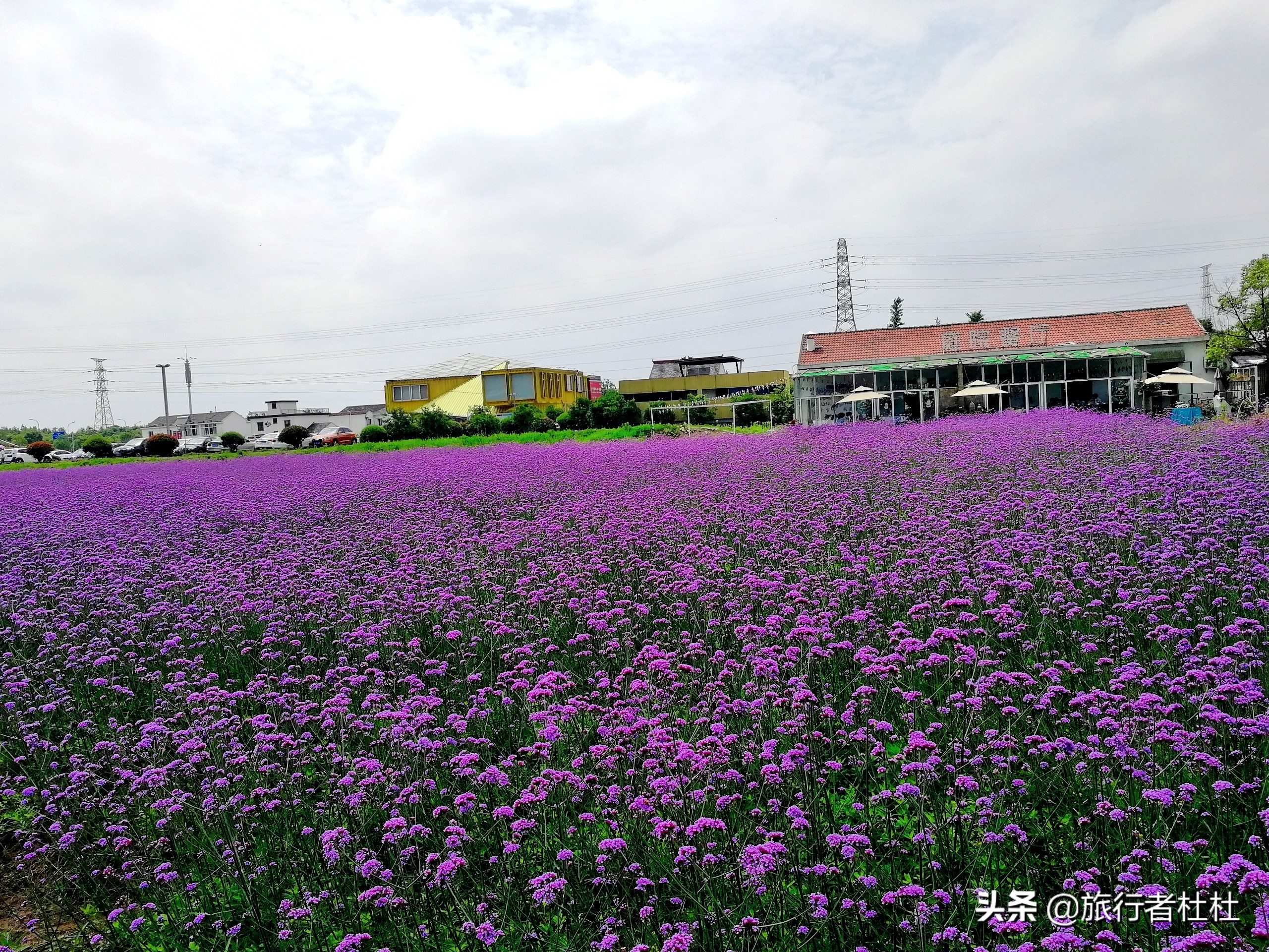 江北荪湖马鞭草花园,荪湖马鞭草花海要买票吗