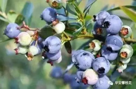 好吃的攀枝花当季新鲜水果 (攀枝花这两天特色水果)