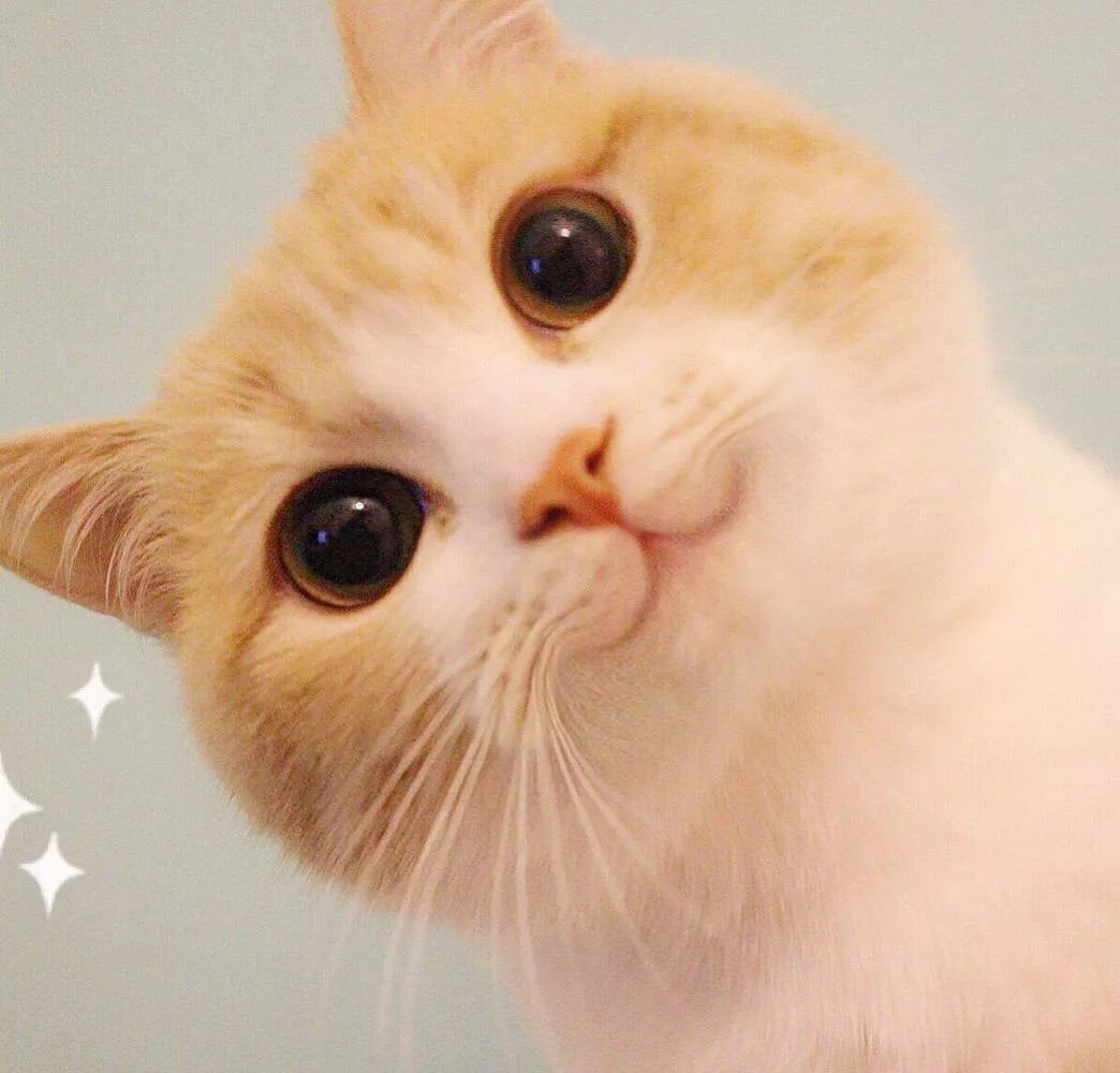 2022深圳摇车牌号怎么申请,深圳小汽车竞价和摇号一起参与吗