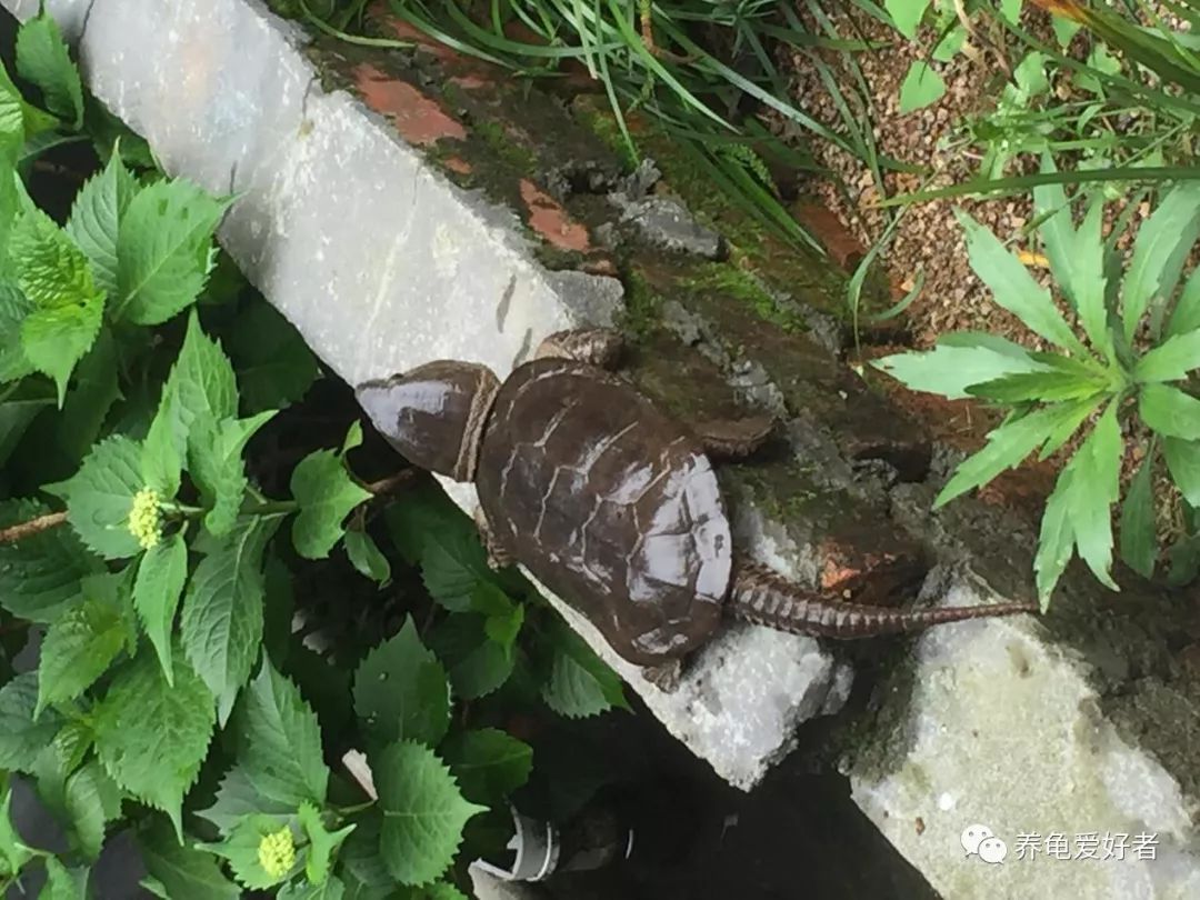 国龟鹰嘴新手入门教程,国龟鹰嘴视频大全