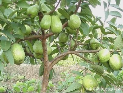 石榴的正确吃法买的软籽石榴超甜,吃石榴的季节到了该怎么吃