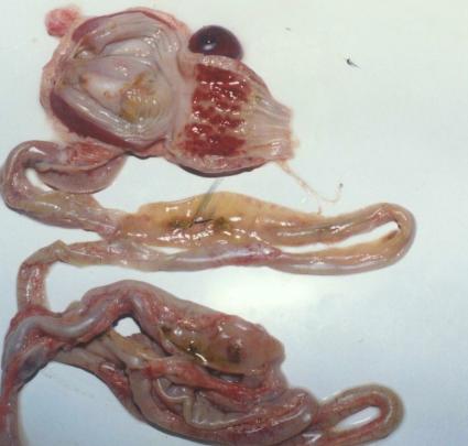 鸡张口呼吸拉白色粪便是什么原因,鸡呼吸困难拉白色稀粪怎么治