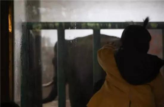 大象踩死狗事件,长沙动物园大象踩死驯兽员后续