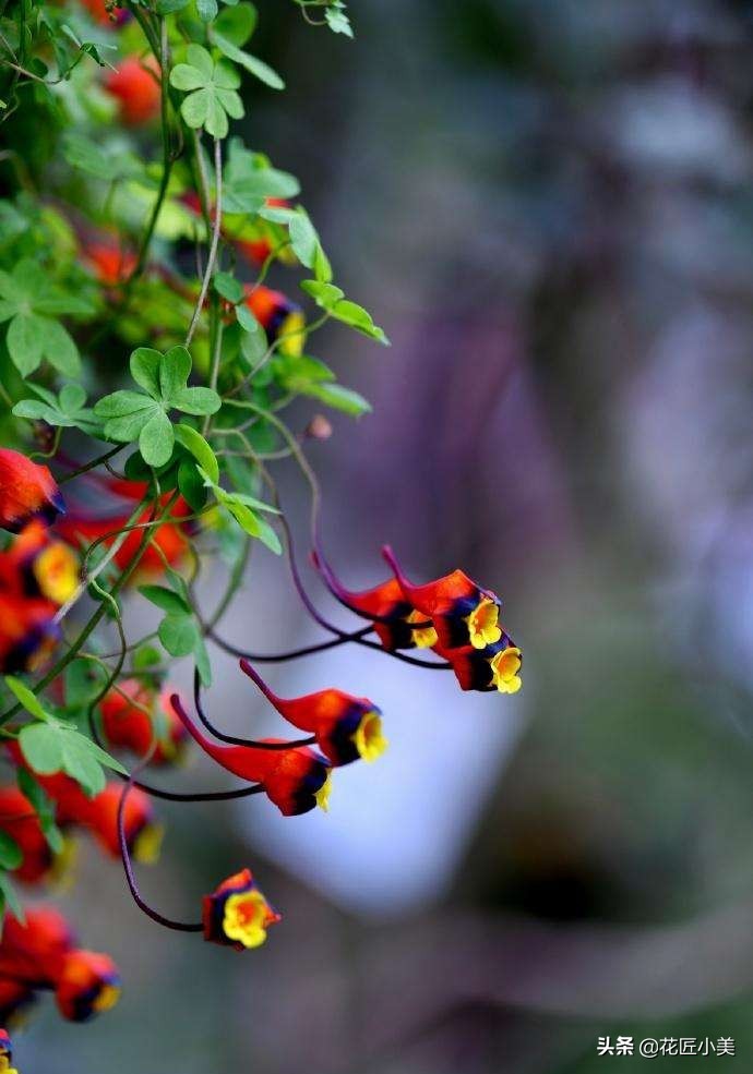 四季开花又耐寒的爬藤植物有哪些,好养的户外爬藤花卉植物有哪些
