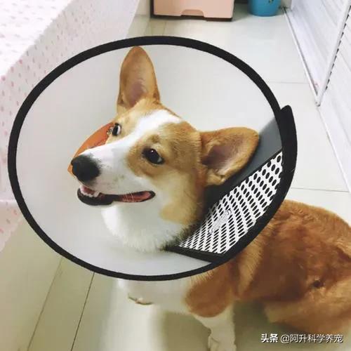 狗狗趾间炎怎么治疗最快最有效,狗狗趾间炎化脓流血怎么处理