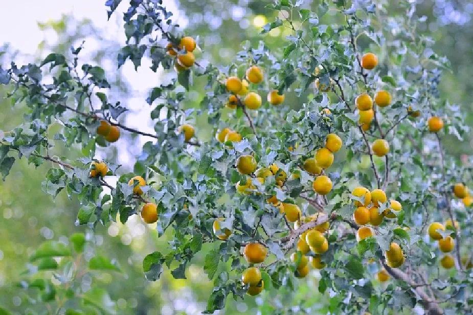 敦煌李广杏子熟了,敦煌李广杏甜度