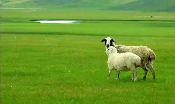 食品周报：美益源羊奶粉因虚假广告被处罚、可口可乐营收下滑10%