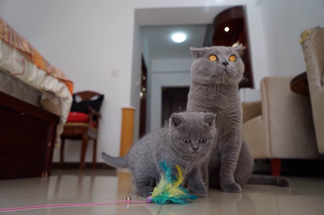 我家的英短为什么那么瘦,英短太瘦怎么养肥