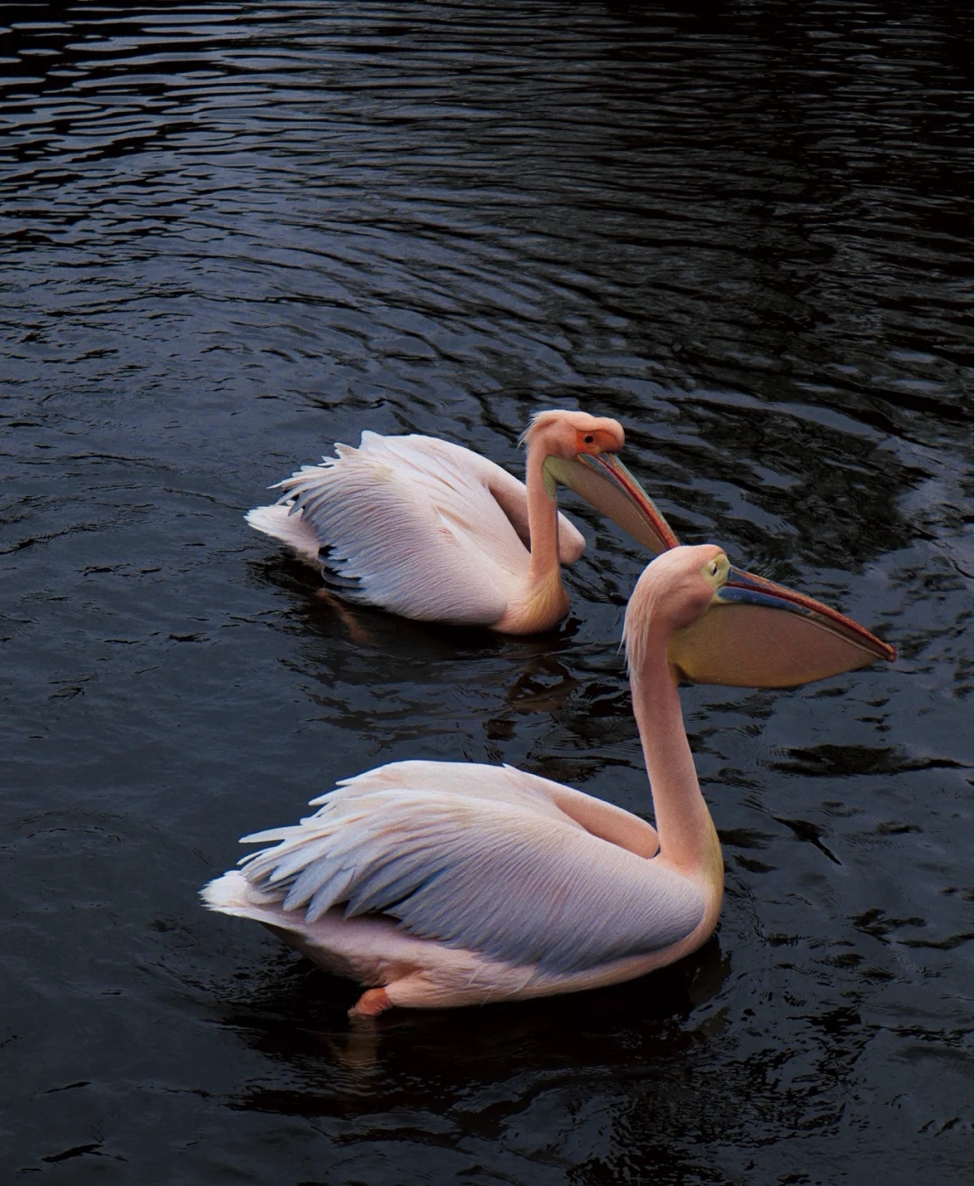 合肥周边亲子自驾游推荐景点,合肥亲子室内一日游攻略