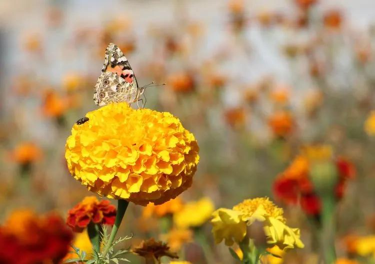 *疆新**的蝴蝶，惊世骇俗