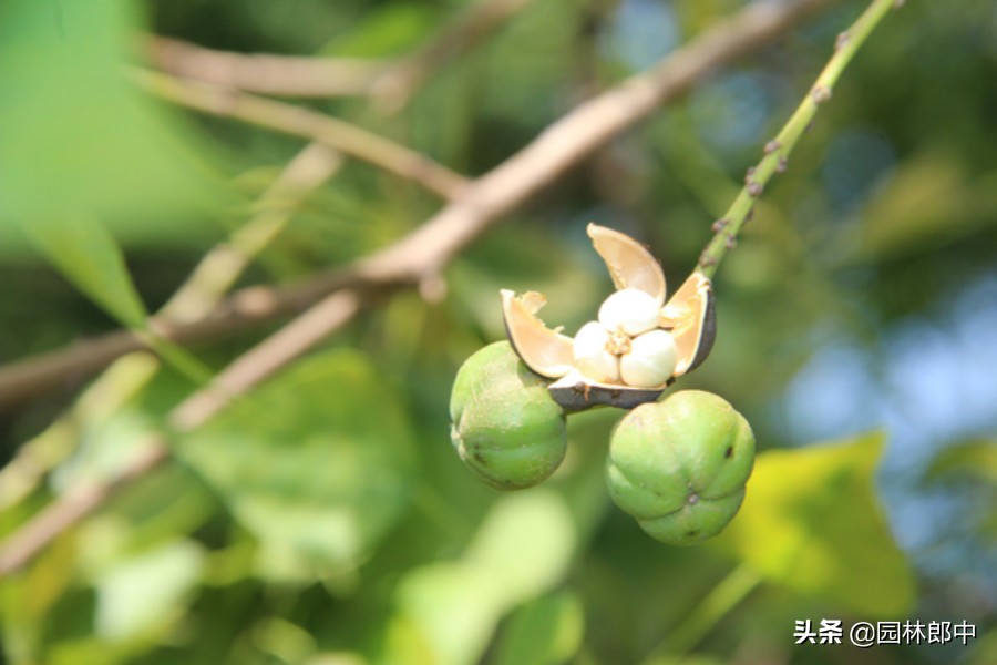 深秋的乌桕红叶,深秋里的一幅油画