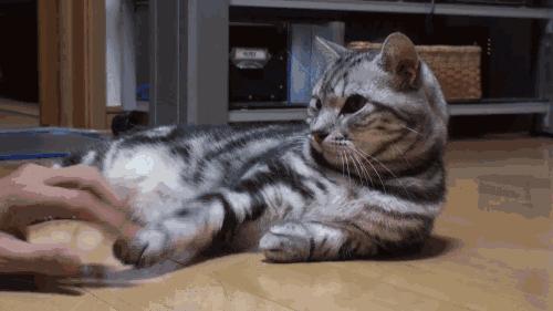 被猫抓了后发烧了怎么办,被宠物猫咬出血了要打狂犬疫苗吗