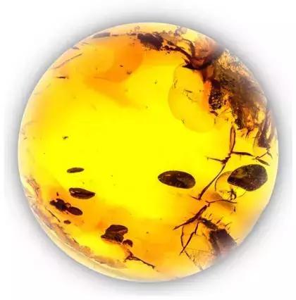 波罗的海蜜蜡的最全分类专业篇,蜜蜡的种类及名称和图片