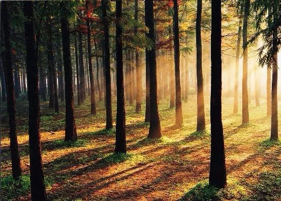 这一份公交交通指南，带你玩转上海各大景点