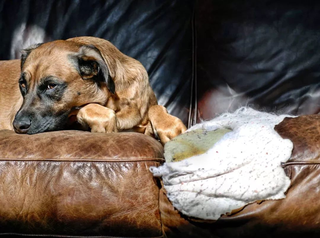 防止幼犬扑人用什么药最好,幼犬金毛特别活跃老是扑人