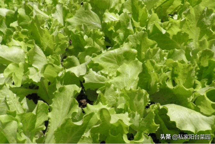 生菜叶子的家常做法,生菜叶子教程