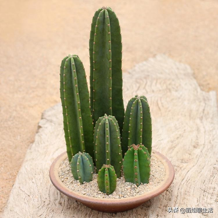 家里仙人掌开花了有什么预兆,家里仙人掌枯萎了