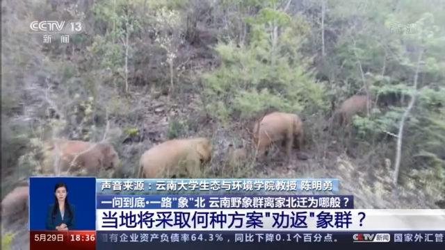 云南象群迁徙事故,云南象群破坏庄稼