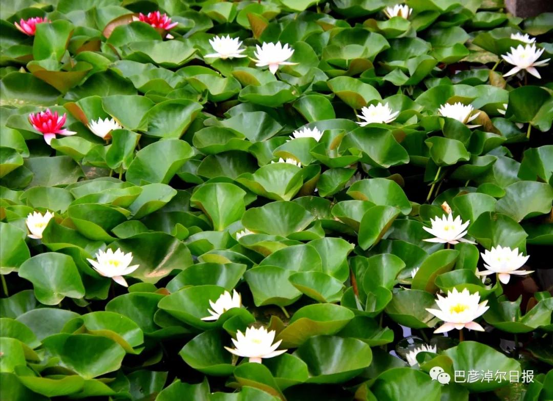 临河植物园景色,临河荷花景区