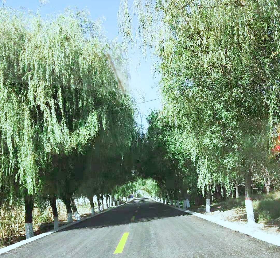 关于柳树的科普小知识,中药科普讲功效