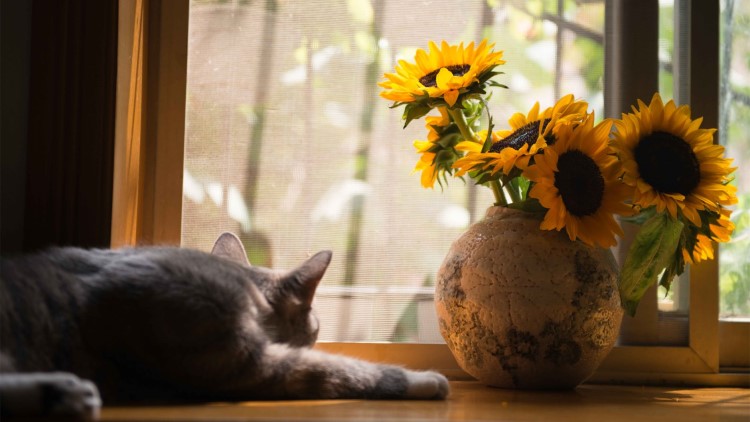 猫咪很容易受惊吓吃什么能缓解,猫咪铲屎官注意事项