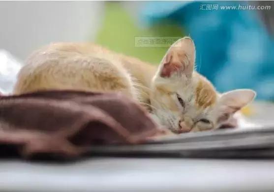 我喜欢的小动物大熊猫作文三年级,三年级作文部编上册喜欢的小动物