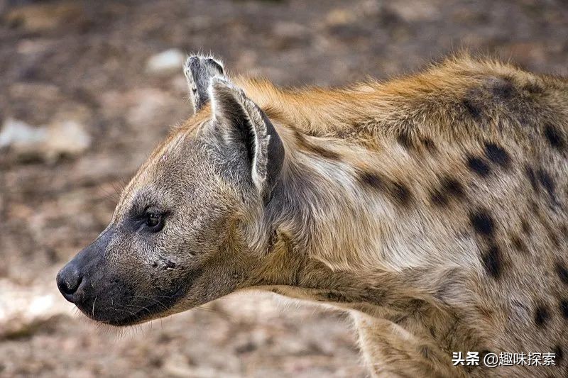 人若碰到“掏肛大王”鬣狗怎么办？是拔腿就跑，还是下蹲捡石头？