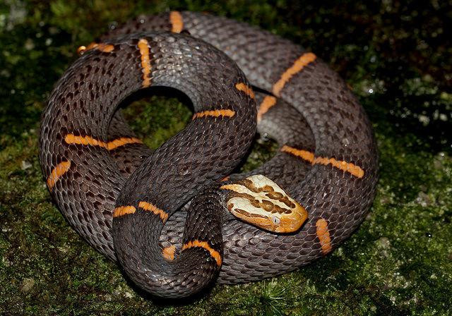 东北有毒蛇么,有毒的蛇图片有哪些