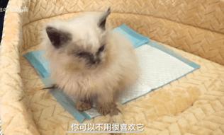 残疾猫能成为一个合格的猫妈妈吗？