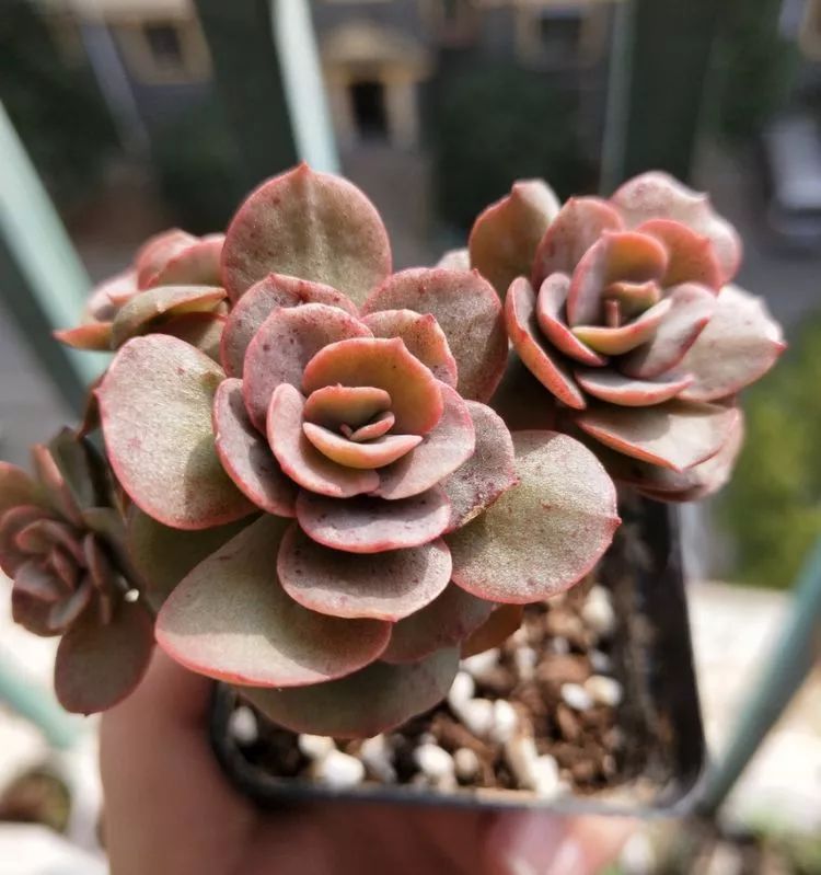 大四老学姐的寝室生活,养肉路上的真实感受