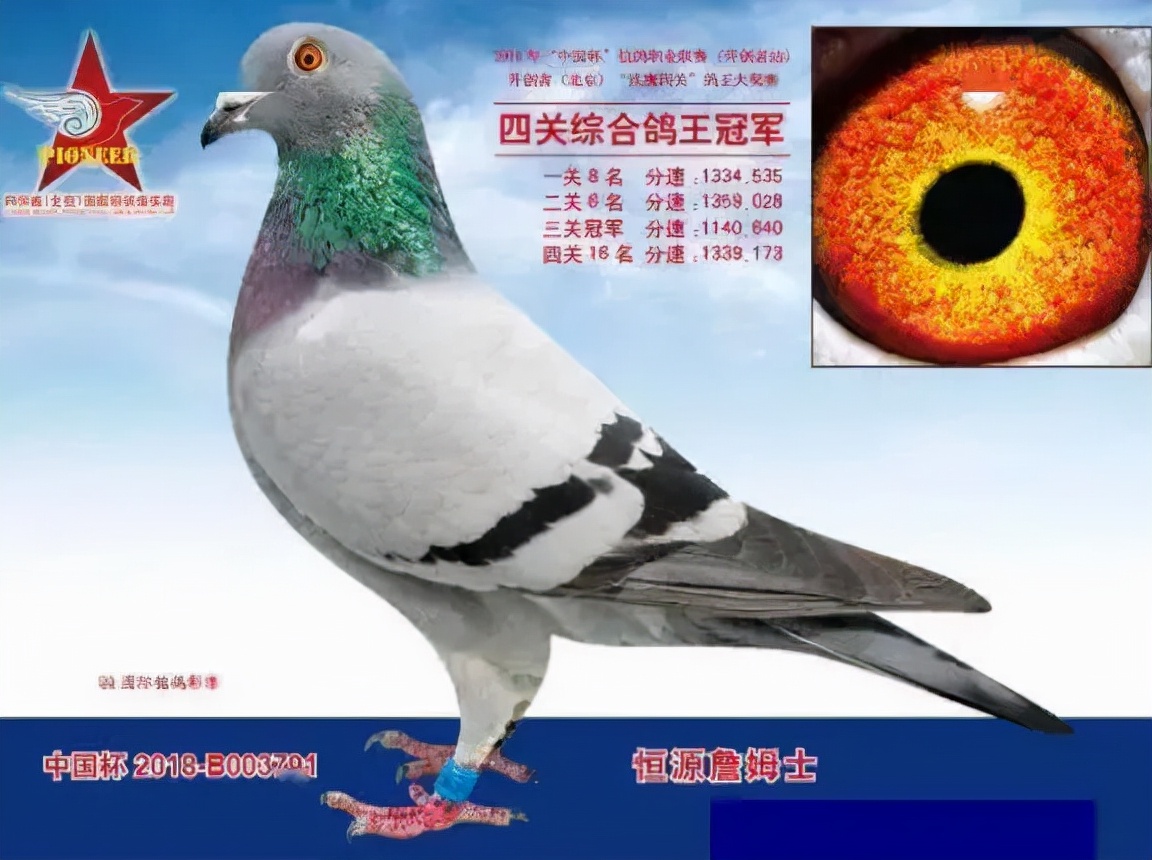 中国最贵的赛鸽前十名,最贵的一羽赛鸽