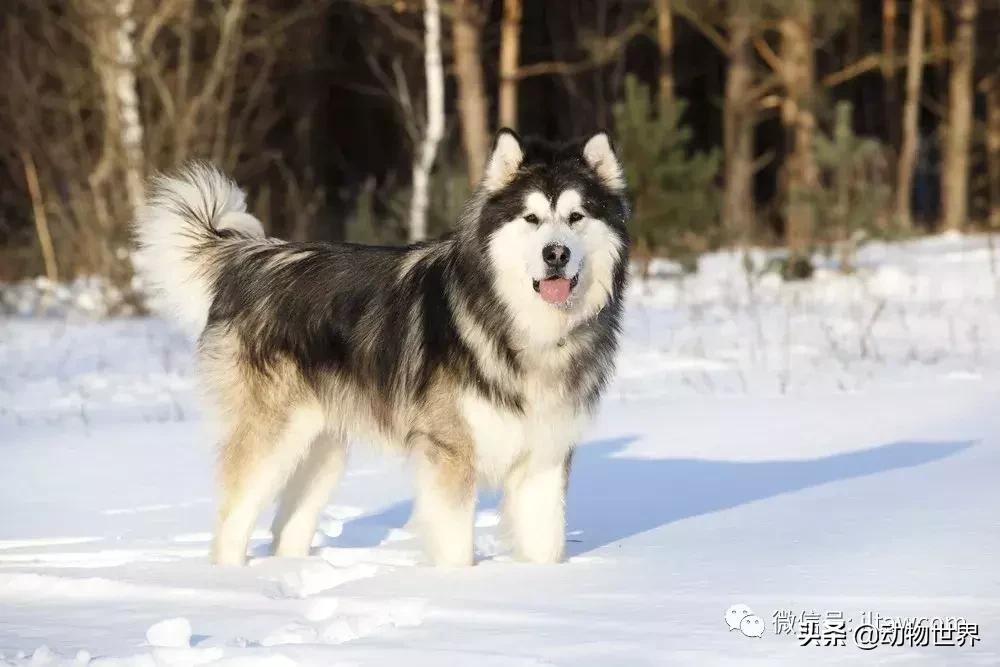 世界犬种大全,阿拉斯加雪橇犬和哈士奇