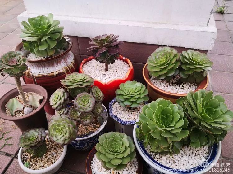 一花一世界多肉园艺,一花一世界一叶一菩提多肉植物