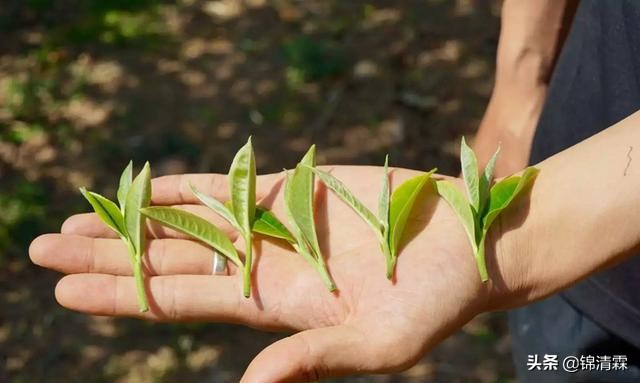 绿茶应该冲而不是泡,绿茶正确用法
