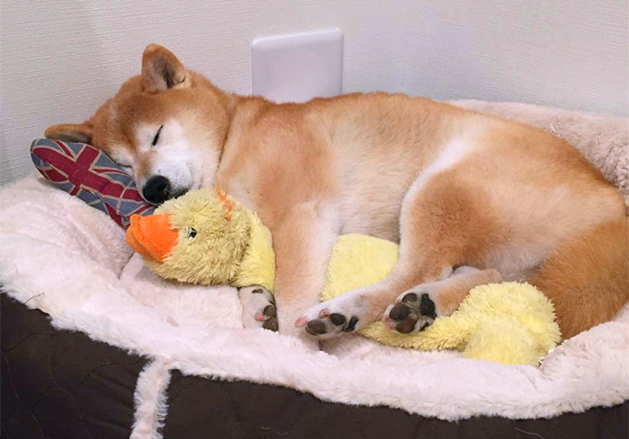 专家辟谣狗狗传染新肺病,狗狗甲沟炎怎么引起的