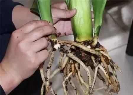 君子兰怎么移盆容易成活率高,君子兰多株在一起还是分株长得快