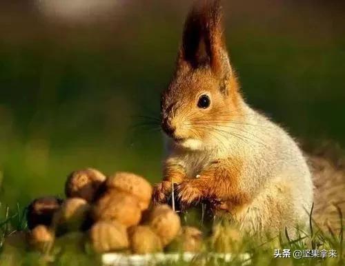 养一只松鼠做宠物是什么样的体验？