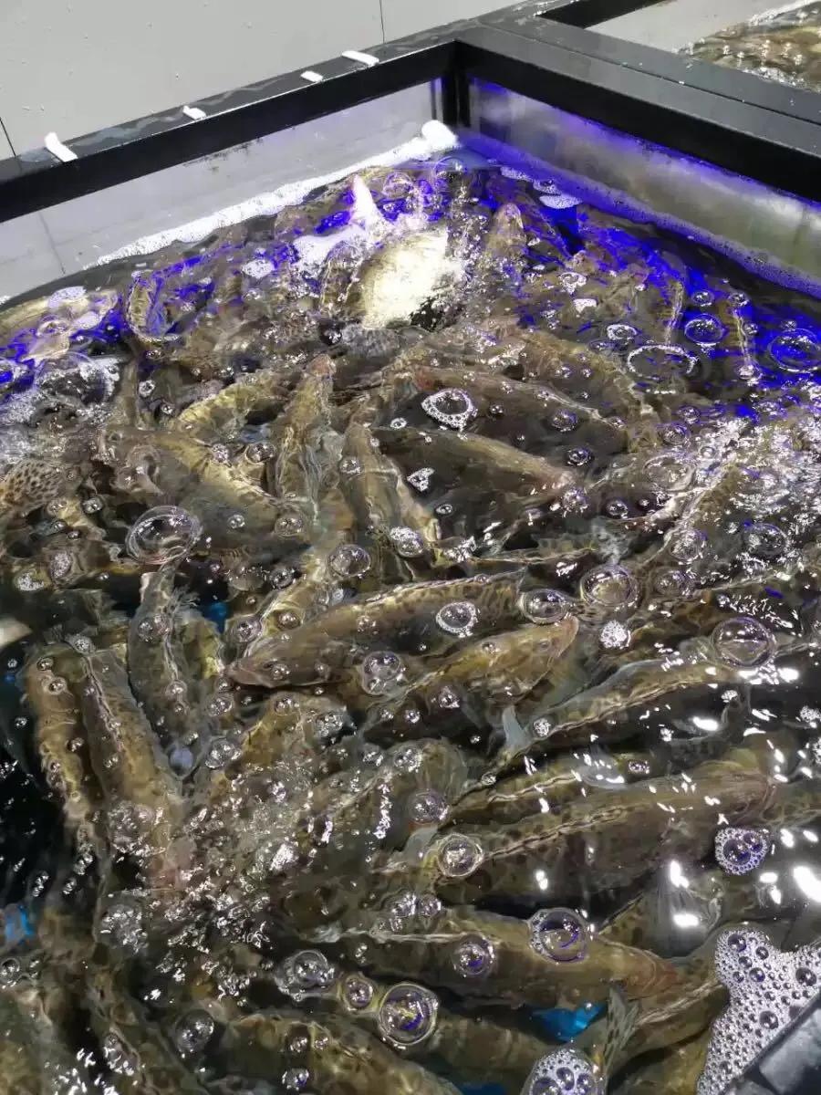 菜是自己去批发市场拿还是让送,菜农的菜是怎么到消费者手里的