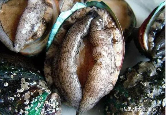 作为潮汕人，这89种海鲜你都能对上号吗