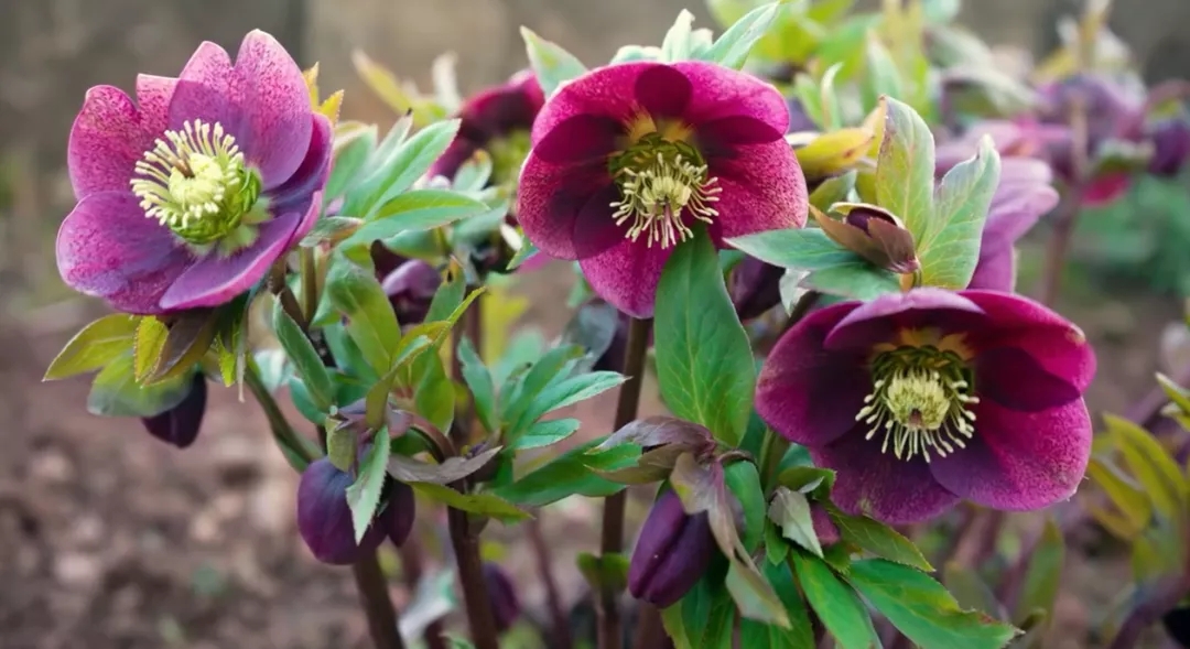 大雪天能种的植物,迷你玫瑰是不是一年四季都能开花