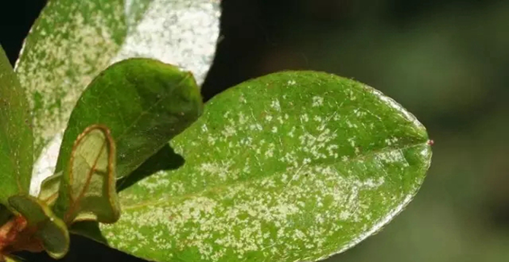 我的杜鹃花叶子发黑掉落咋办,我的杜鹃花嫩枝干枯怎样救治