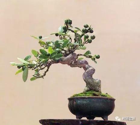 高桩金豆盆景大全,金豆双杆文人盆景欣赏