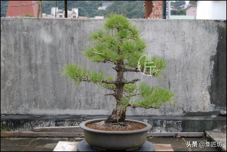 黑松盆景造型实例图解 (小型黑松造型盆景)