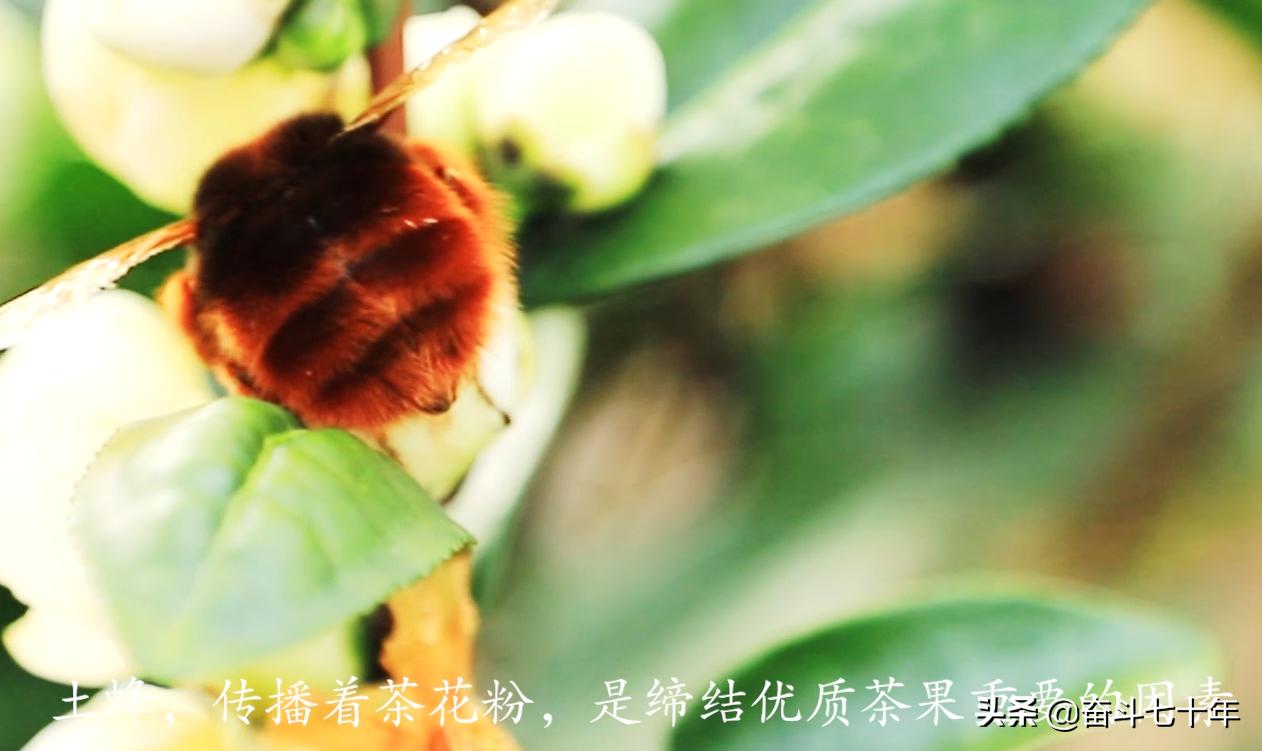 东方神润橄榄油,山茶油是东方橄榄油吗