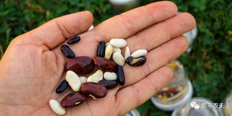 自己留的菜种子第二年可以种吗,自己留的菜种子怎么保存比较好