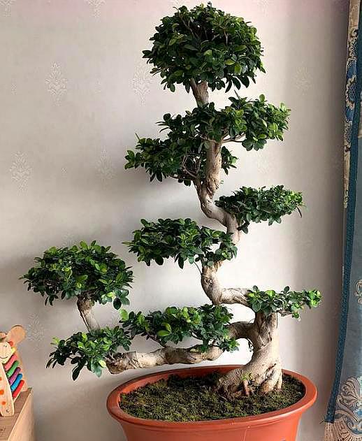 用泥炭酸性土养殖榕树可以吗,榕树盆景怎么养才能长得茂盛