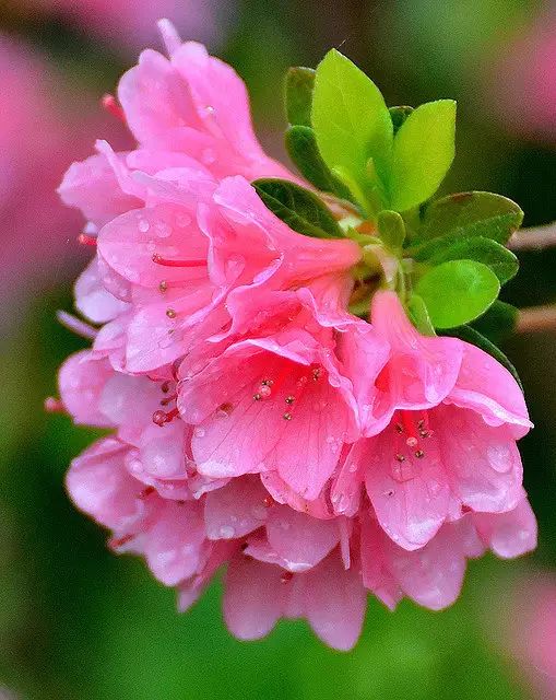 中国十大名花惊艳千年,中国十大名花美极了